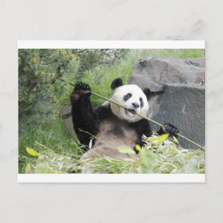 Cartão Postal Panda