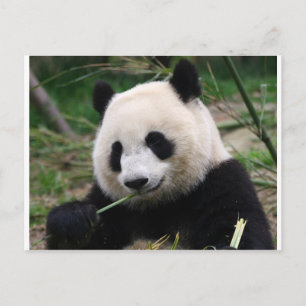 Cartão Postal Panda