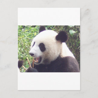 Cartão Postal Panda
