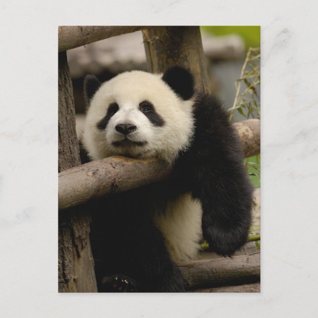Cartão Postal Panda baby gigante Ailuropoda melanoleuca) (Frente)