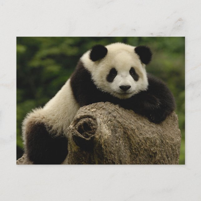 Cartão Postal Panda baby gigante Ailuropoda melanoleuca) (Frente)