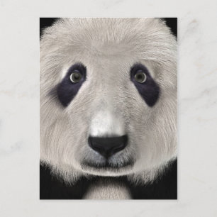 Cartão Postal Panda Bear