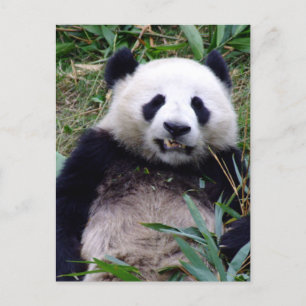 Cartão Postal Panda Bear Grinning, Animais, China