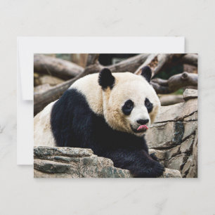 Cartão Postal Panda Bear nas rochas
