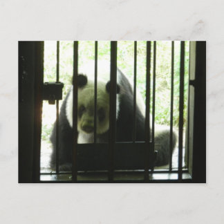 Cartão Postal Panda Bear Por Trás De Bares
