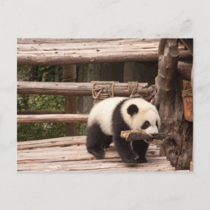 Cartão Postal Panda Bear postcard