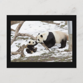 Cartão Postal Panda Bears