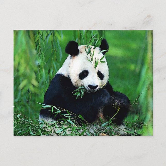 Cartão Postal Panda Comendo Folhas (Frente)