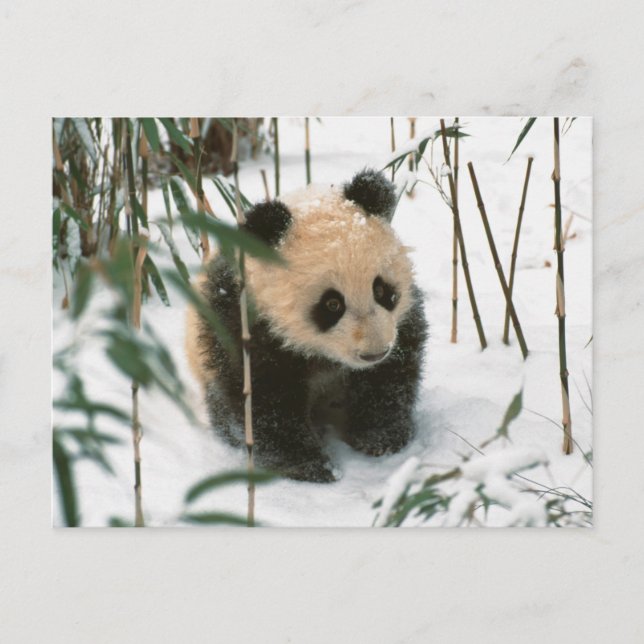 Cartão Postal Panda cub na neve, Wolong, Sichuan, China 2 (Frente)
