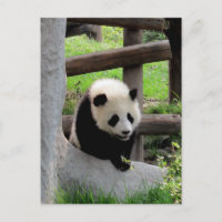 Panda Fotografia