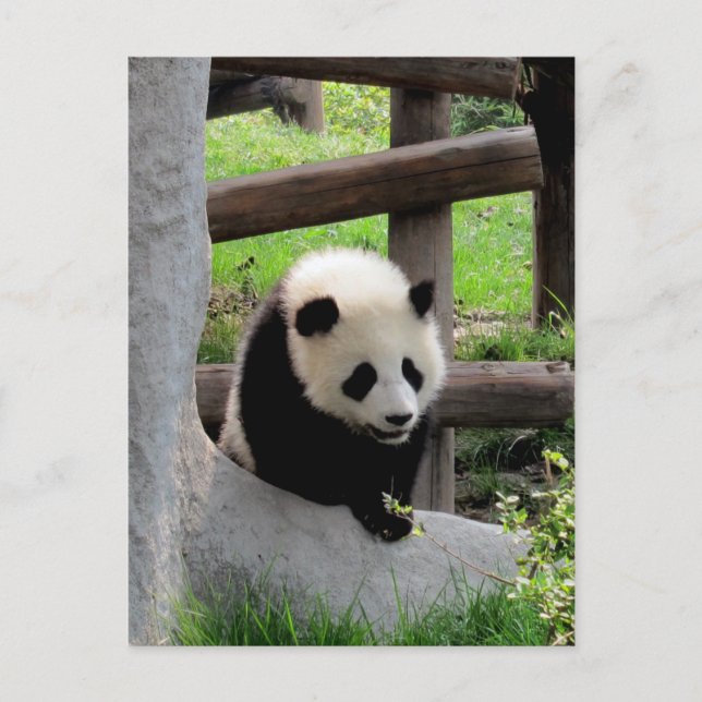 Cartão Postal Panda Fotografia (Frente)