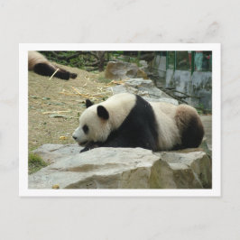 Cartão Postal Panda gigante