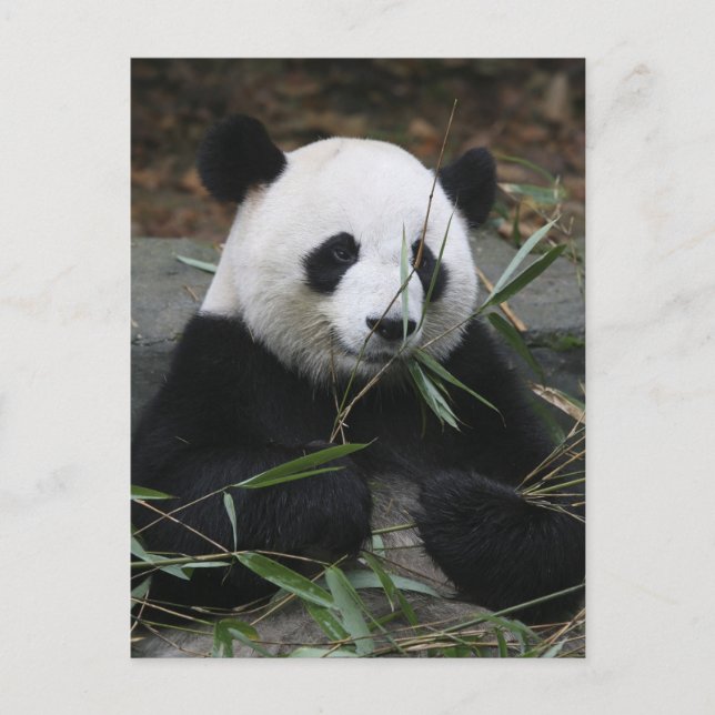 Cartão Postal Panda gigante (Frente)