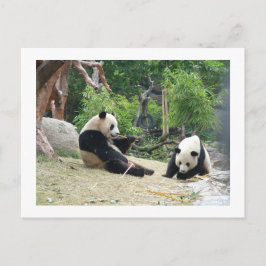 Cartão Postal Panda gigante, bambu