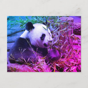Cartão Postal Panda gigante comendo bambu