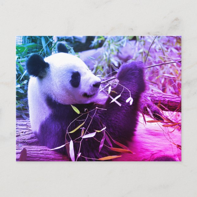 Cartão Postal Panda gigante comendo bambu (Frente)