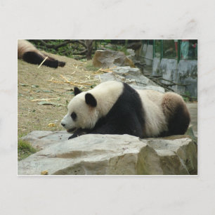 Cartão Postal Panda gigante em uma fotografia de zoológico de an
