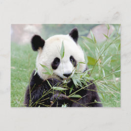 Cartão postal Panda gigante fotográfica, animais 0