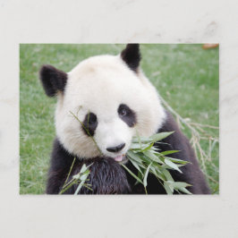 Cartão postal Panda gigante fotográfica, animais 0