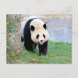 Cartão postal Panda gigante fotográfica, animais 0