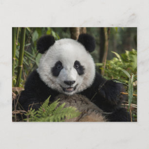Cartão Postal Panda jovem feliz, China