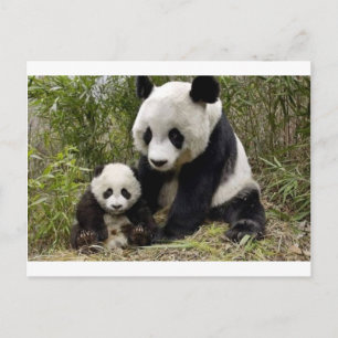 Cartão Postal Panda Mãe Com Seu Filhote