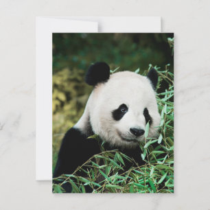 Cartão Postal Panda num arbusto