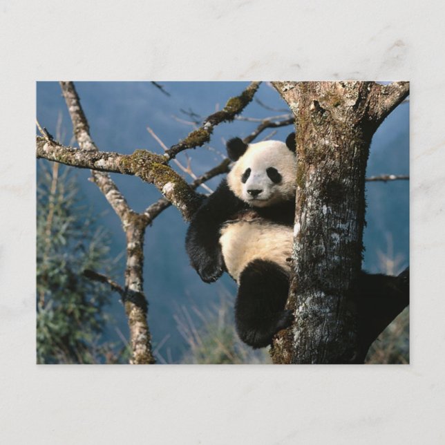 Cartão Postal Panda Para Cima De Uma Árvore (Frente)