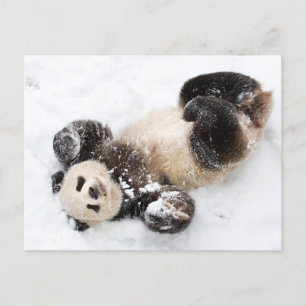 Cartão Postal Panda tocando na foto de inverno da neve