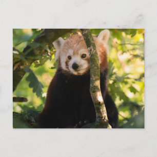 Cartão Postal Panda vermelha