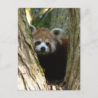 Cartão Postal Panda vermelha
