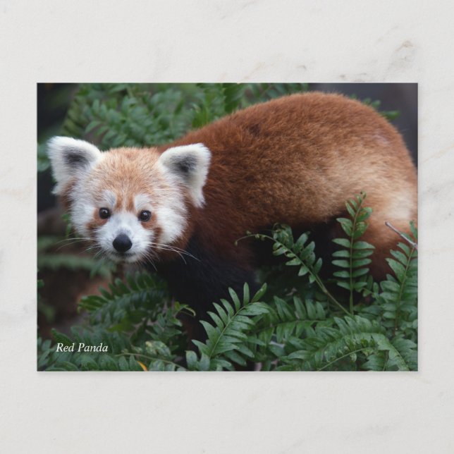 Cartão Postal Panda vermelha de Smithsonian | (Frente)