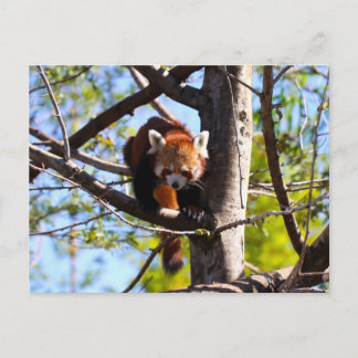 Cartão Postal Panda Vermelha descendo árvore