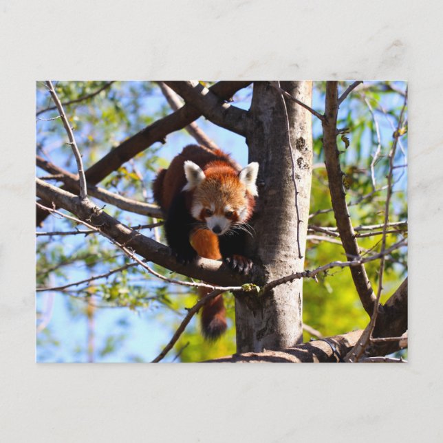 Cartão Postal Panda Vermelha descendo árvore (Frente)
