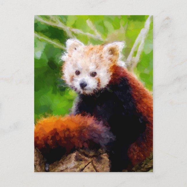 Cartão Postal Panda Vermelha E Bonita Pintada (Frente)
