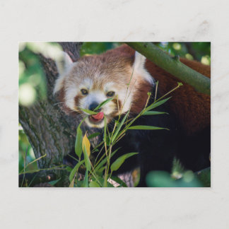 Cartão Postal panda vermelha famosa