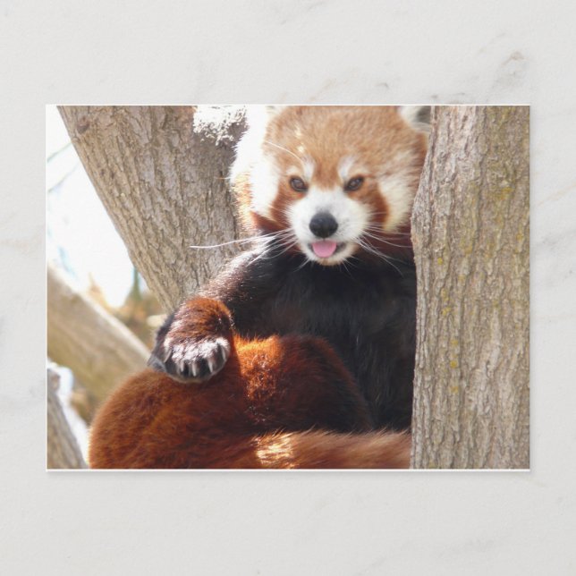 Cartão Postal panda vermelha sentado (Frente)