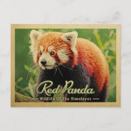 Cartão Postal Panda Vermelha - Vida Selvagem Dos Himalaias