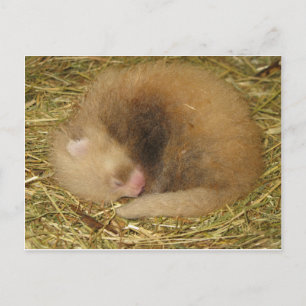 Cartão Postal Panda-vermelho