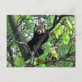 Cartão Postal Panda Vermelho