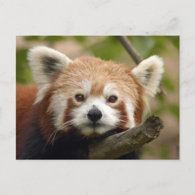 Cartão Postal panda vermelho-010 (Frente)