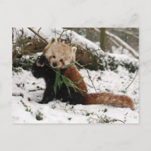 Cartão postal - Panda vermelho 2