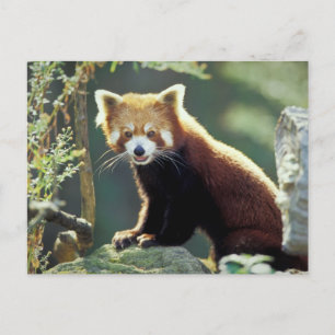 Cartão Postal Panda Vermelho Ailurus fulgens)