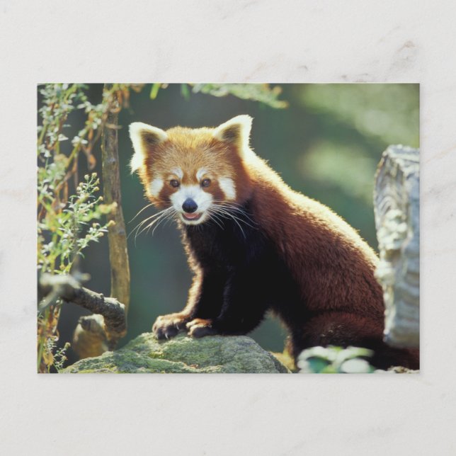 Cartão Postal Panda Vermelho Ailurus fulgens) (Frente)