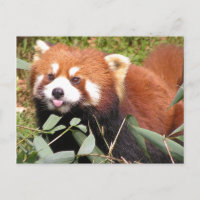 Panda Vermelho Corajoso Come Bambu e Faz Careta Di