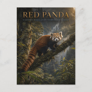 Cartão Postal Panda Vermelho Floresta Himalaia ANIMAIS
