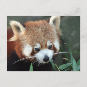 Cartão Postal Panda Vermelho, Taronga Zoo, Sydney, Austrália