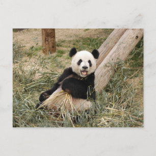 Cartão Postal PandaM001