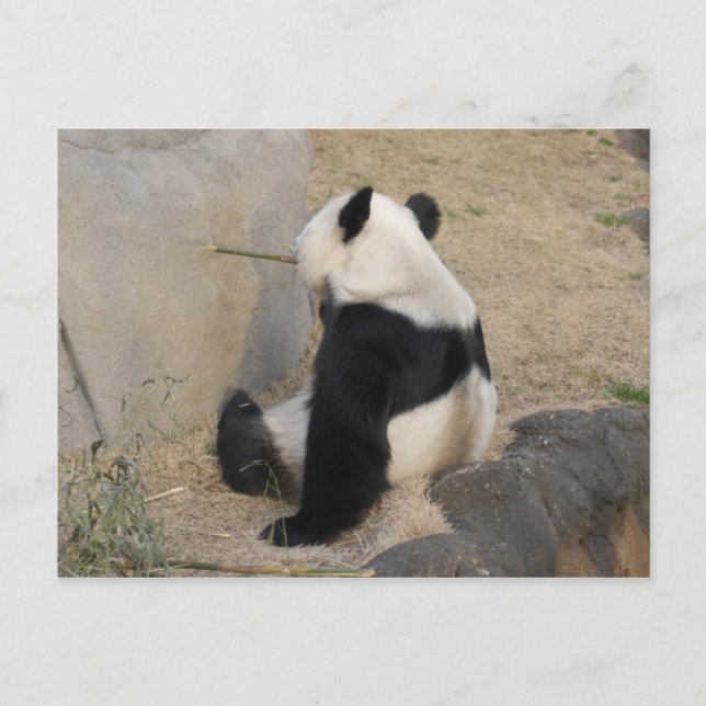 Cartão Postal PandaM004 (Frente)