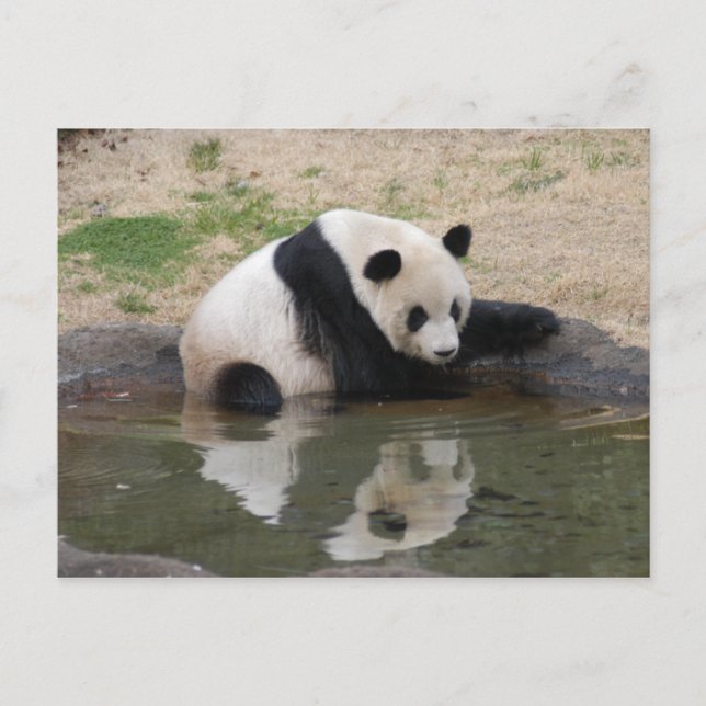 Cartão Postal PandaM008 (Frente)